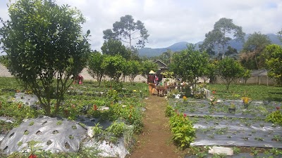 Photos of Kebun Strawberry Brilian Danau Mas Harum Bestari