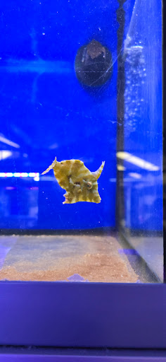 Deepblue Aquatic - Visual