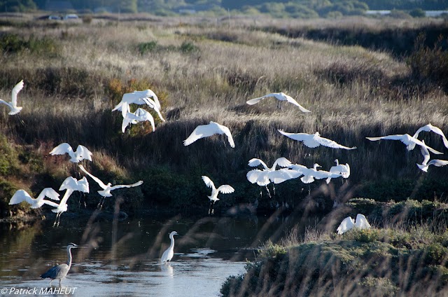 Marais salants de Guérande