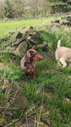 West Mount Vets - Mytholmroyd - Thumbnail