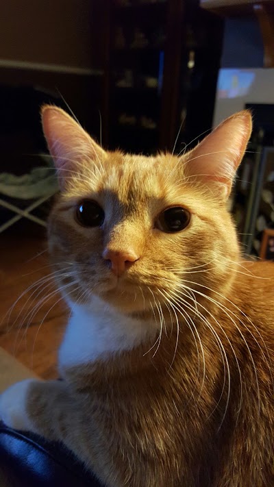 Photos of Tiny Town Animal Clinic