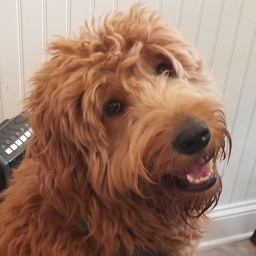 Local Pup - Visual