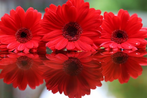 Accyflor Nogales