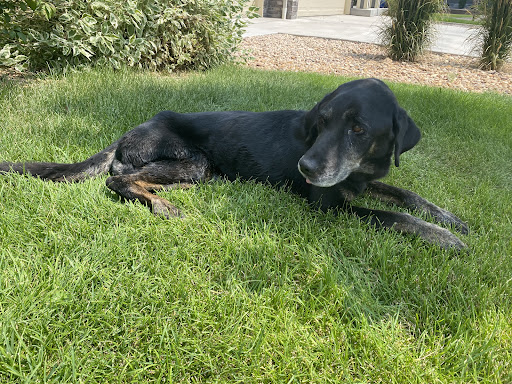 Big Thompson Animal Hospital - Thumbnail