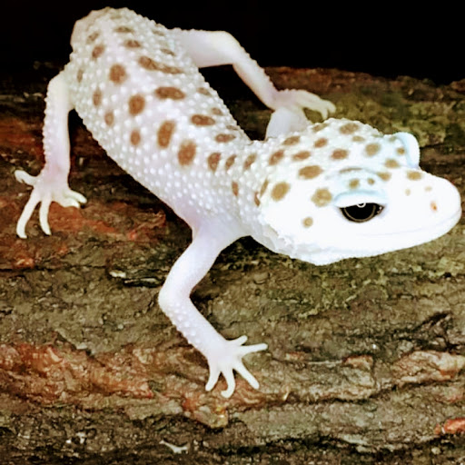 ReptiSisters - Visual