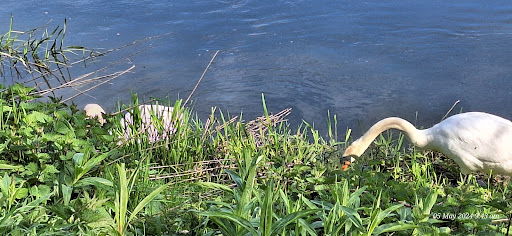 Trans Pennine Trail Conisbrough - Thumbnail