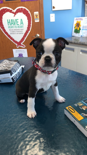 ADVANCED VETERINARY CARE CLINIC - Thumbnail