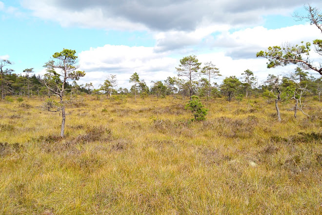 vädret ulricehamn