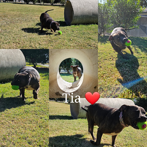 The Links Pet Centre - Pet Boarding Brisbane - Thumbnail