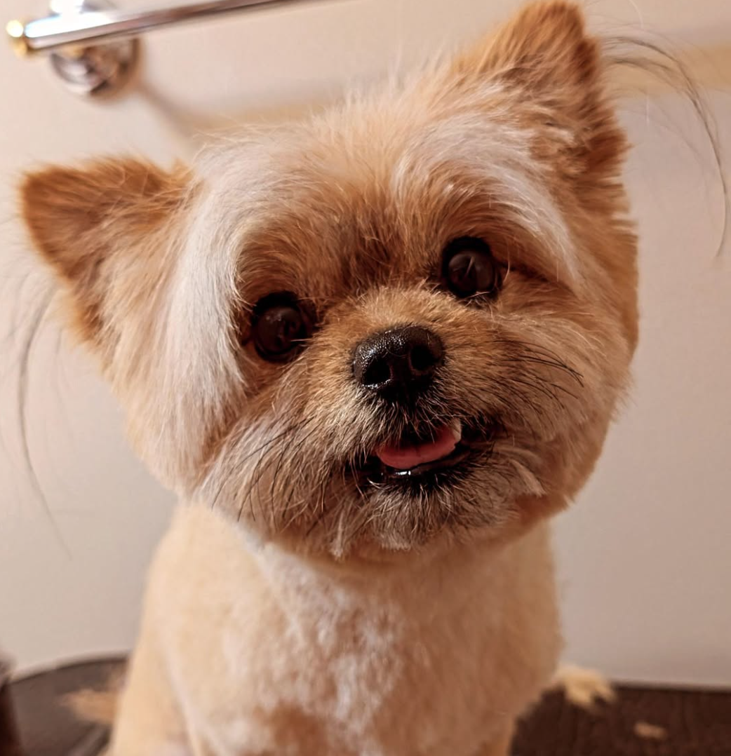 Pawsitive Pet Groomer