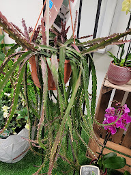 Photo n°3 de Emilie et gary , maison de fleurs à Niort (Fleuriste)