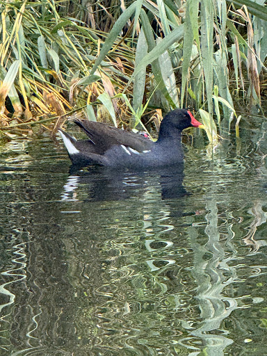 Bassa del Parc - Thumbnail
