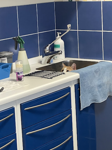 Ambulatorio Veterinario Quattro Zampe Di Studio Associato Cocciolo & Salvati - Thumbnail