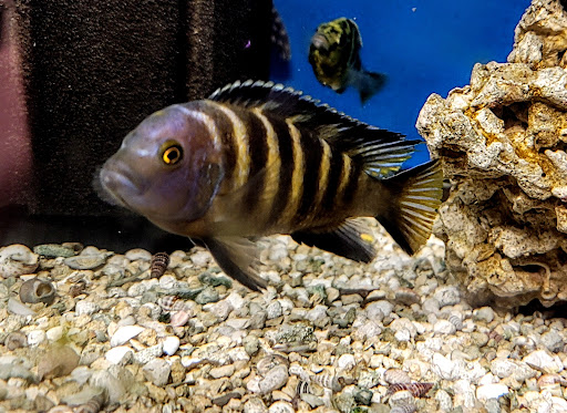 Rockfish - Visual