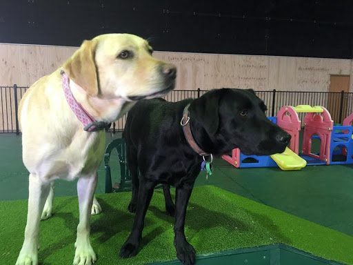 K9Kids Doggy Day Care - Thumbnail
