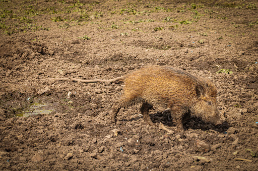 Wildpark Hamm - Thumbnail