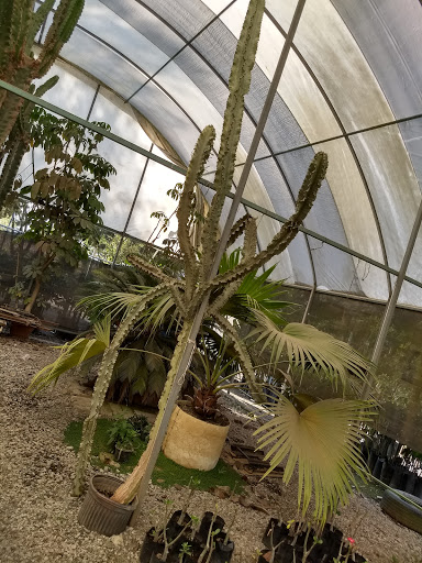 Plantas Y Jardines De Zapotlán - Thumbnail