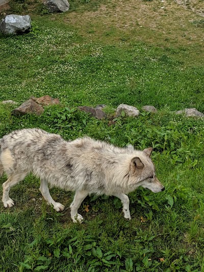 Cougar Mountain Zoo