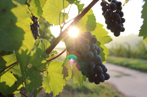 Hidden Hills Farm and Vineyard - Thumbnail