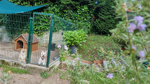CENTRO CANINO TRISQUEL - Thumbnail