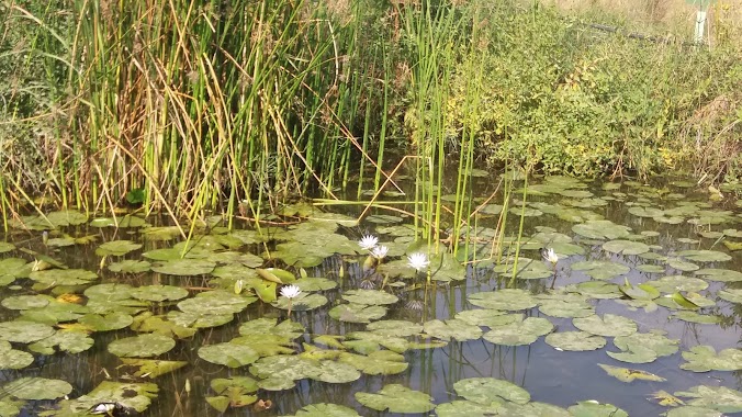 Tel Afek, Author: Hamster in Israel