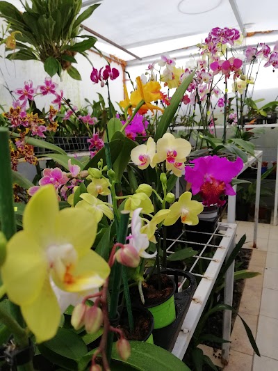 Photos of Orqu&iacute;deas Ambato