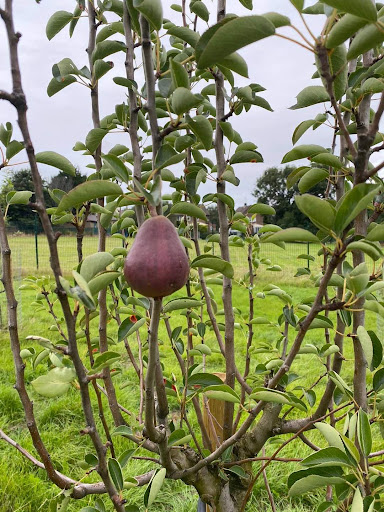 Shipley Fields - Visual