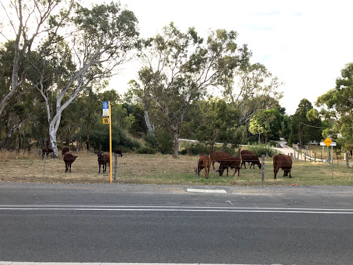Stop 69 Onkaparinga Valley Rd - West side - Thumbnail