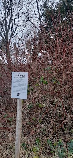 Aboretum Hartenfels - Thumbnail