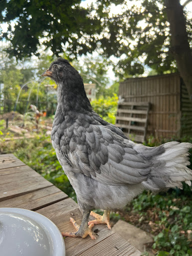 Marta’s Farm - Thumbnail