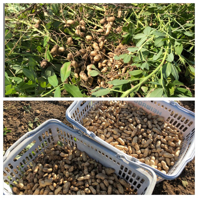 Kitchen bar chiki-chiki （キッチン バール チキ‐チキ）