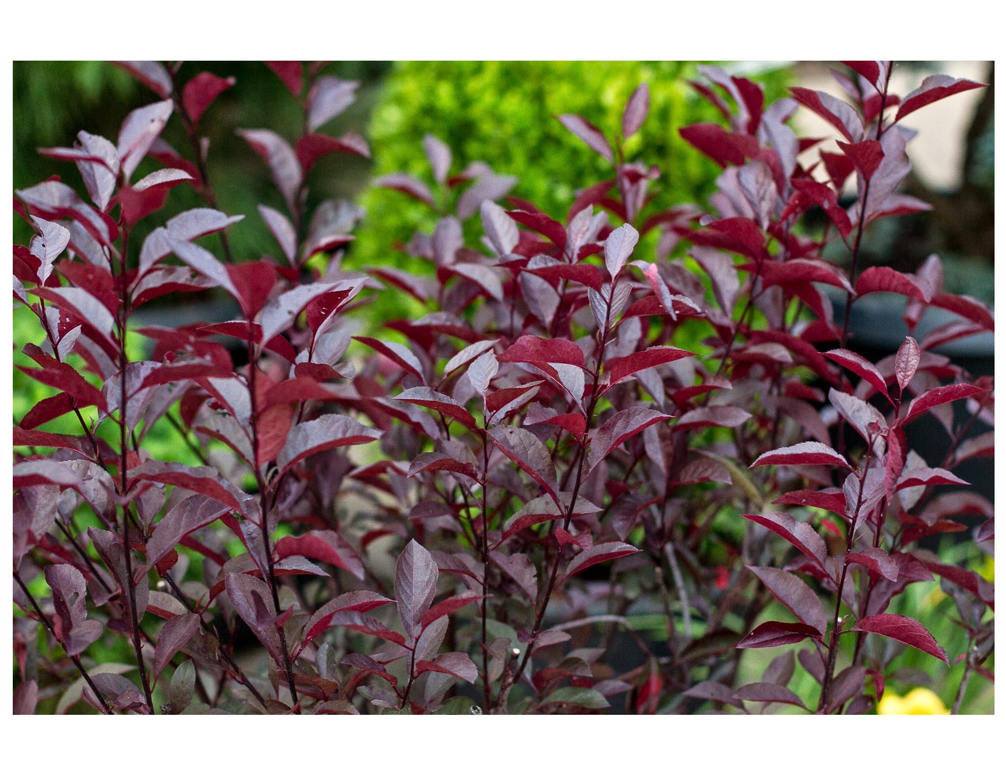 Blue Mountain Nursery, LLC