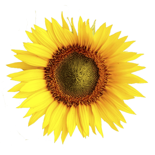 Photo de Domaine Les Tournesols - Chalets à Louer en Périgord