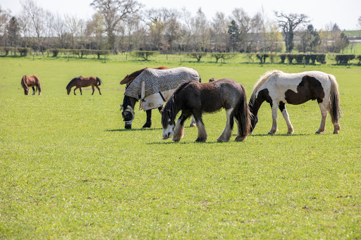 World Horse Welfare Hall Farm