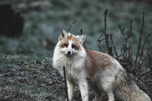 Silberfuchs-Anlage - Thumbnail