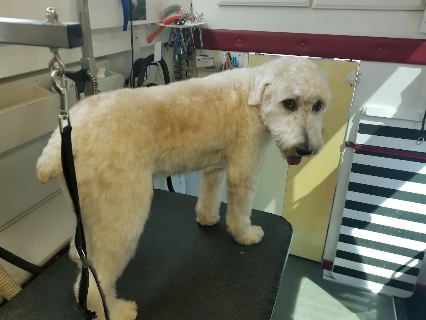 Sudsy Paws Mobile Dog Grooming photo 19