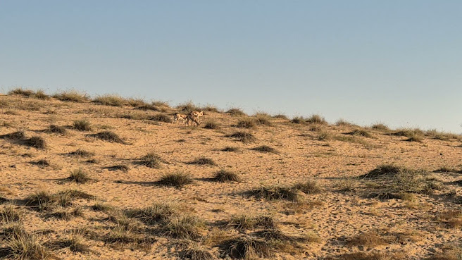 Dubai Desert Conservation Reserve by null