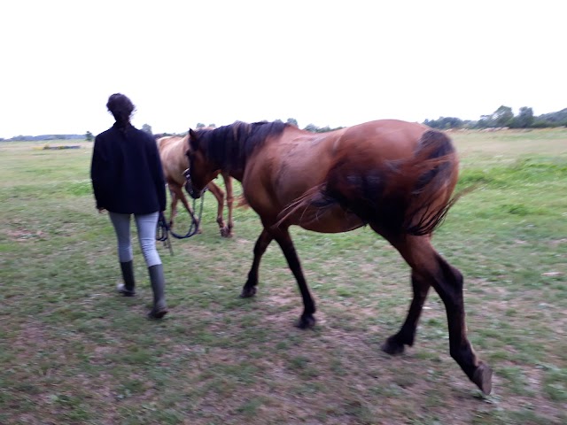 Espace Equestre Henson-Marquenterre