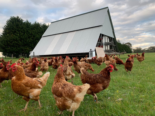 White Swan Free Range Eggs / Farm Gate Shop Gallery - Australia