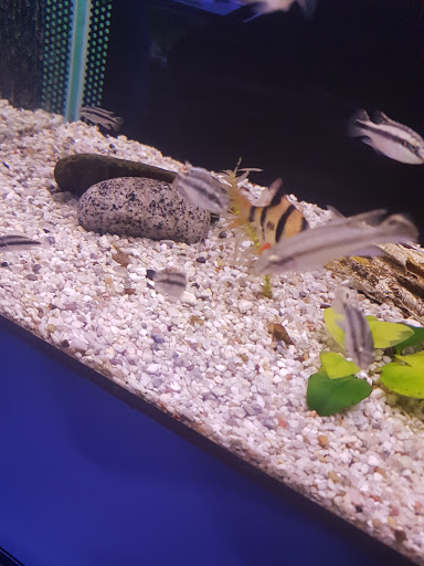The Aquarium - Fish Anzin - Thumbnail