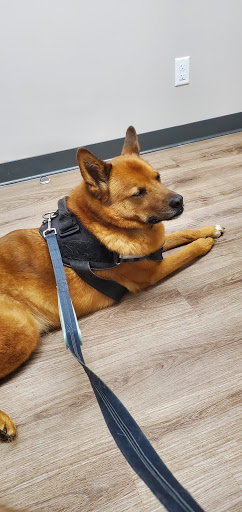 Cotswold Animal Hospital - Thumbnail