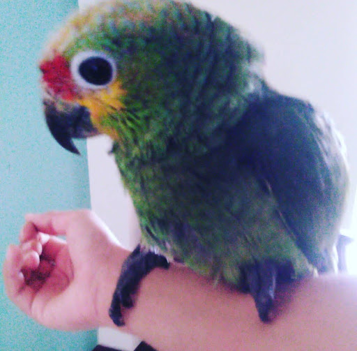 EXOTIC Veterinaria - Thumbnail