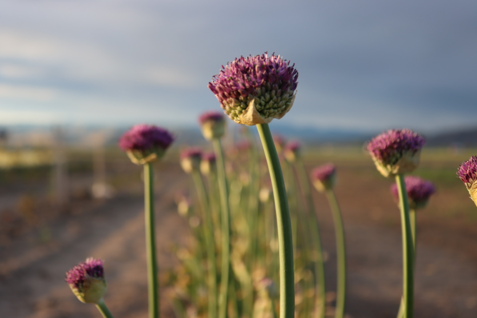 Burlap n Buds Flower Farm