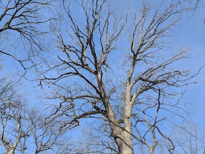 Salt Creek Woods Nature Preserve