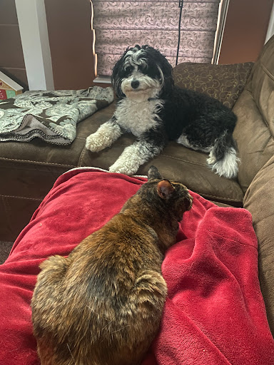 Barks-N-Bubbles - Visual
