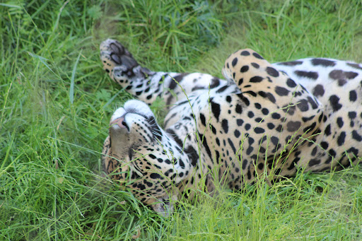 Condor and Jaguar Pavilion - Thumbnail