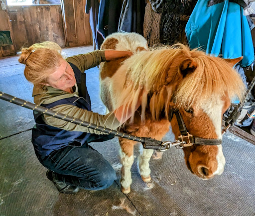 Soaring Horse Holistic Equine Therapy - Thumbnail