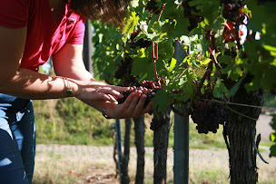 Photo n°23 de Cave de Beblenheim à Beblenheim (Cave à vins)