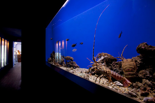 Argentario Aquarium - Thumbnail
