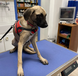 Photo n°14 de Cabinet Vétérinaire Laroye à Vincennes (Pharmacie vétérinaire)
